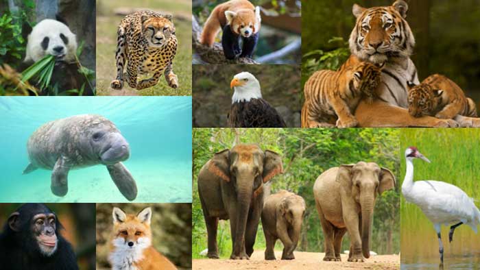 10-reasons-why-species-become-endangered-greentumble